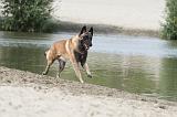 MALINOIS 485